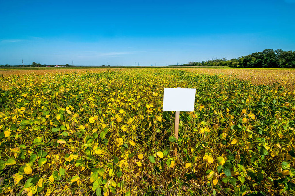 Panoramic view of Yellowing leaves of soya in the untreated field - Photo, Image