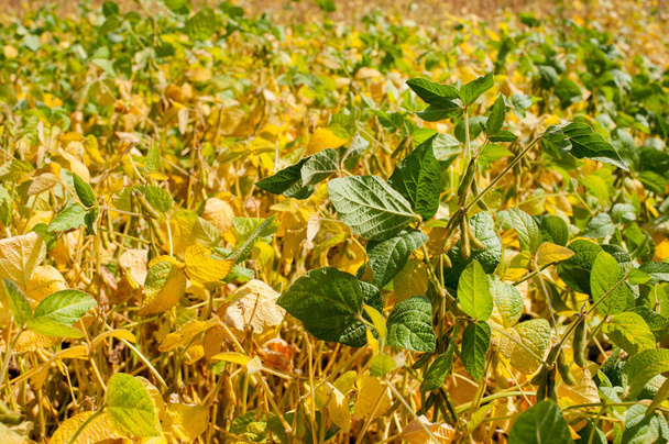 close up de folhas amarelas soja em campo cultivado. Colheita de outono. - Foto, Imagem