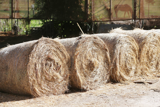 View of a rural animal farm with hay bales after harvest. Hay roll bales on countryside.  End of summertime. Hay texture. Hay bales are stacked in large stacks on an unknown riding centre  - Photo, Image