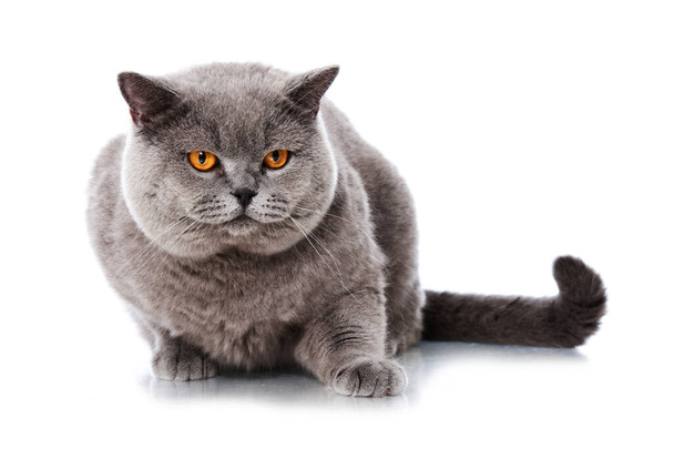 British shorthair cat isolated on white - 写真・画像