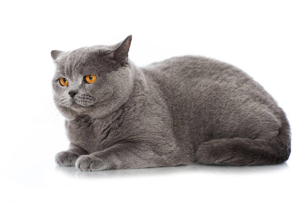 British shorthair cat isolated on white - Фото, зображення