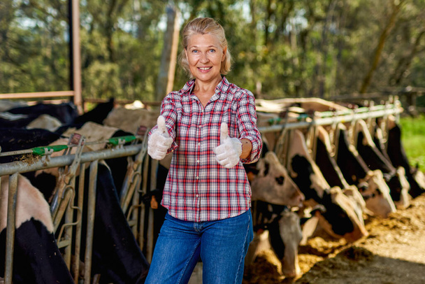 woman on rural farm with dairy cow. - Photo, Image