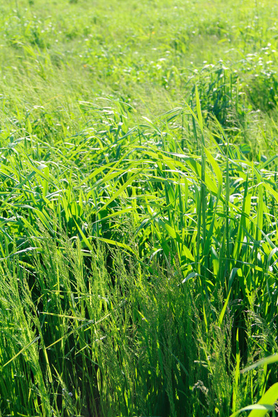 Sfondo naturale di erba verde in una giornata di sole - Foto, immagini