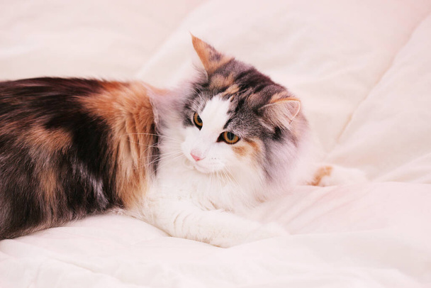 A young purebred long-haired tricolor Norwegian forest cat 10 months on a light background lies and looks away.The color calico.Close up.waist up - Photo, Image