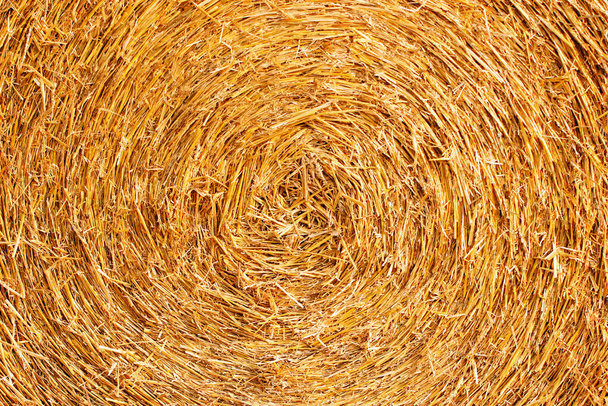 Close-up of a middle of a round bale of hay.Natural straw texture background of bright yellow round shape.Rural farming.The grain harvest, and harvesting. - Фото, изображение