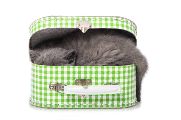 Brit gyorsírás cica egy bőröndben - Fotó, kép