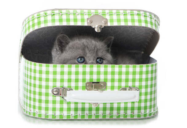 Британский коротышка-котенок в чемодане - Фото, изображение