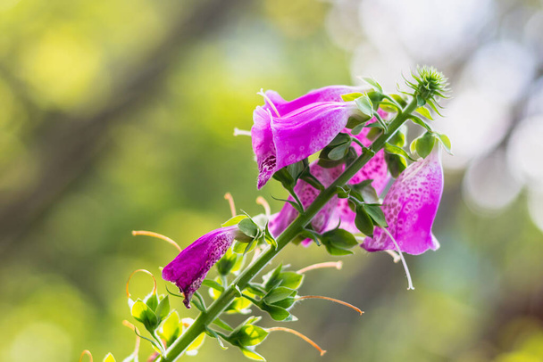 Digitalis purpurea - фиолетовые цветы диких растений, летний день в природе - Фото, изображение