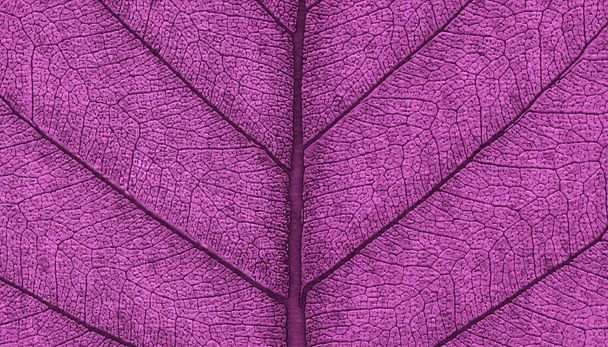 Bladeren natuurlijke achtergrond zoomde textuur 3d rendering abstract ontwerp - Foto, afbeelding