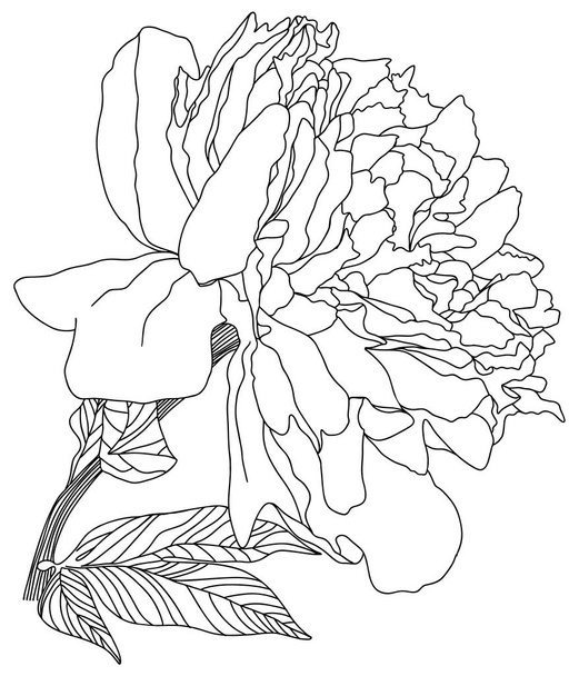 スケッチ白い背景に孤立した牡丹の花。手描き - ベクター画像