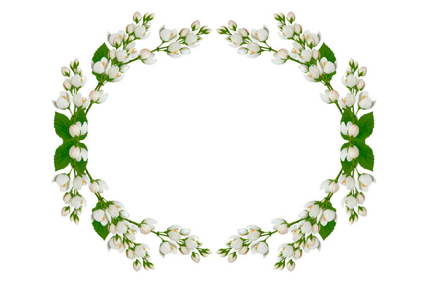 branch of jasmine flowers isolated on white background. Beautiful flowering plant - Photo, image