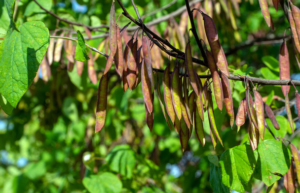 東紅芽の木はエンドウ科の一部であり、春から夏の終わりまで多数の多種子のポッドを生産しています。食用とされる。ボケの背景はポッドに注意を引きます. - 写真・画像