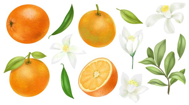 Árbol de naranjas dibujadas a mano ramas, hojas y flores de color naranja clipart, aislado sobre un fondo blanco - Foto, Imagen
