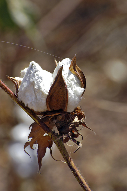 Flores de algodón
 - Foto, imagen