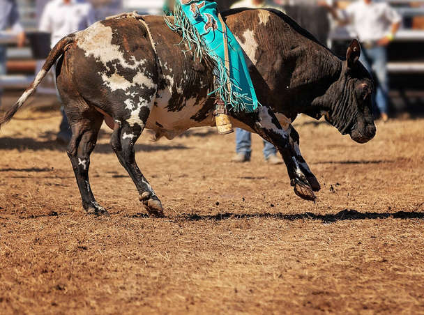 A cowboy competing in the bull riding competition at a country rodeo - Photo, Image