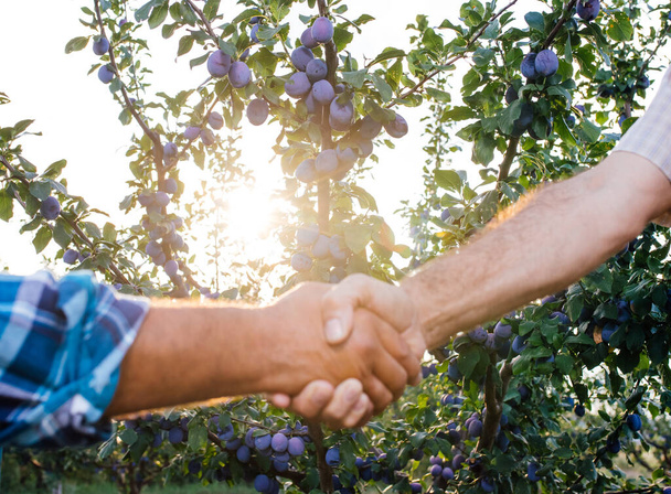 close up, Two man shaking hands in the plum orchard, Concept of agricultural cooperation, - Photo, Image