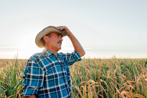 side view of a mature farmer sitting in the cornfield cornfield, - Foto, afbeelding