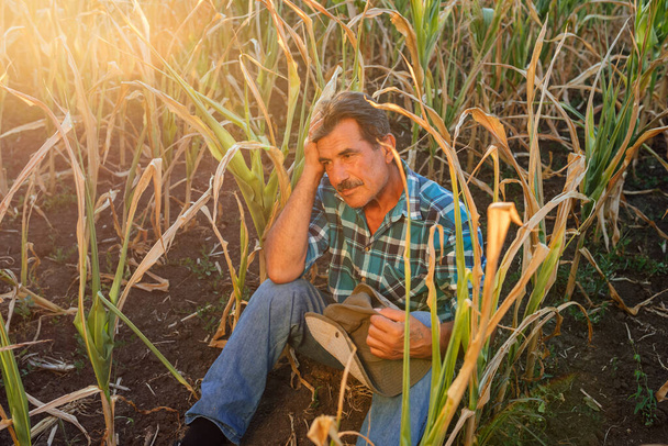 Desperate senior farmer standing in drought-damaged corn crop. - Fotoğraf, Görsel