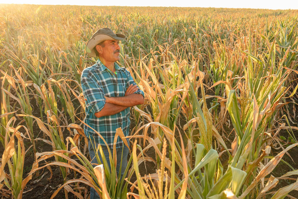 Un granjero mayor parado en su campo de maíz al atardecer. - Foto, imagen