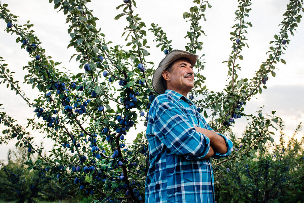 senior farmer with hat standing in plum orchard, - Foto, Imagen