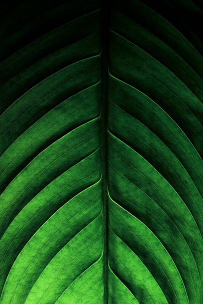 Спатифиллум, зеленый лист с боковым нервом и главным нервом. Листовое лезвие мягко промокло от капель летнего дождя. Тонкая структура с сочным цветом, лист выделяется снизу. - Фото, изображение