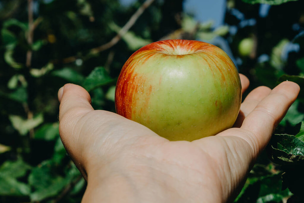 A kísértés és a tiltás fogalma. Tiltott gyümölcs. Egy érett rózsaszín alma egy nő kezében a zöld almalevelek hátterével a kertben egy napfényes napon közelkép. - Fotó, kép