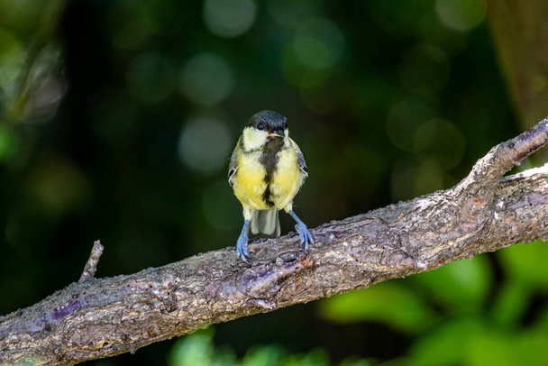 Young great tit (Parus major) on a tree branch - Photo, Image