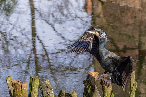 Wspólny kormoran wysusza upierzenie spoczywające na gałęziach, które wyłaniają się z wody stawu - Zdjęcie, obraz