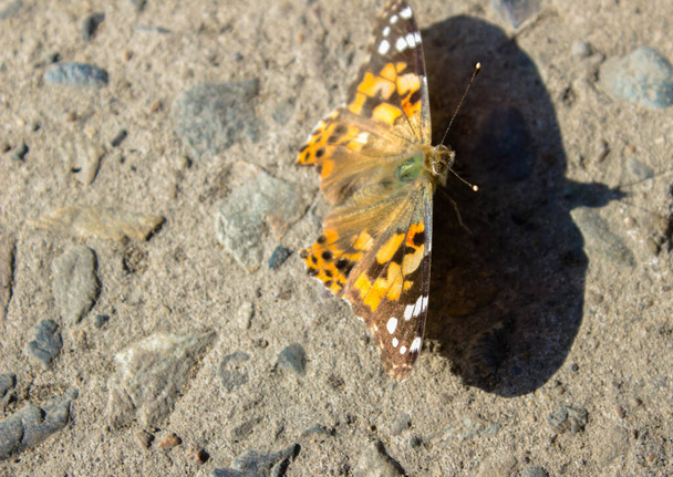 An orange butterfly with black spots sits on the asphalt. Insects in the summer. - Photo, Image