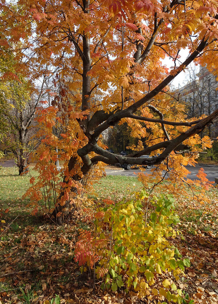 élénk piros és sárga őszi evezős levelek a háttérben az ég, erdő őszi háttér. Kiváló minőségű fénykép - Fotó, kép
