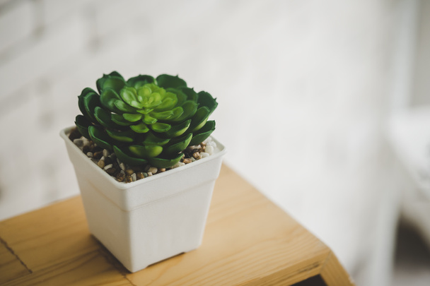 Small Cactus pot on wooden shelf in home garden for decoration. - Foto, Imagem