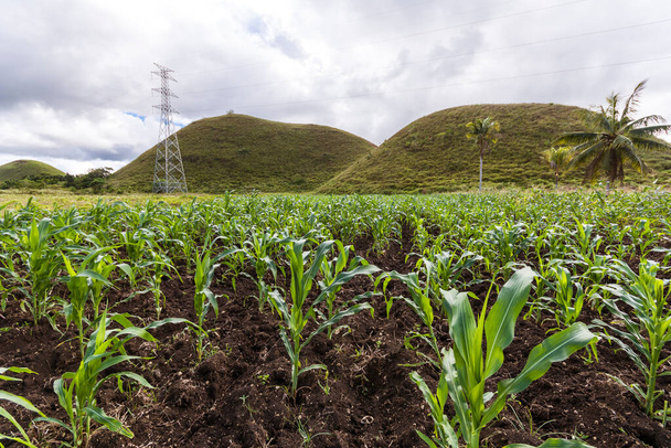 Een jong en gezond maïsveld in de buurt van een aantal van de heuvels die gezamenlijk Chocolate Hills in Sagbayan, Bohol. Een elektrische pyloon levert elektriciteit door het platteland. - Foto, afbeelding