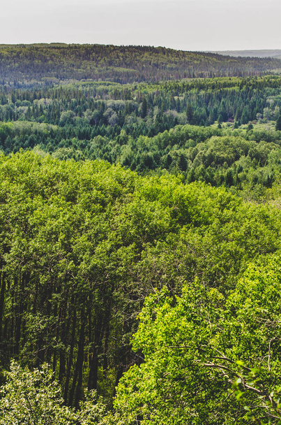 Величественный вид с туристической тропы Shell River Valley в Дак-Маунтин-Парке, Манитоба, Канада - канадский ландшафт - Фото, изображение