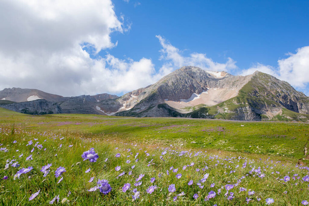 Blooming meadows in the summer landscapes of the caucasus mountains in Russia - Fotó, kép