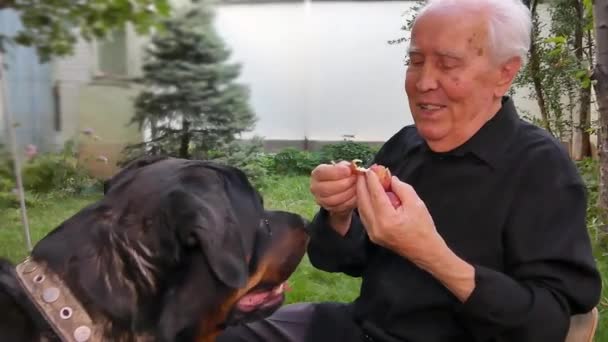 Een grijsharige, oudere man geeft stukjes fruit aan een hond. Rottweiler eet de lekkernij graag op. Close-up. - Video