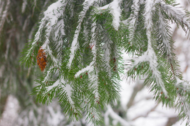 Pseudotsuga noto anche come abete Douglas, pino dell'Oregon, pino colombiano. Coni sotto la neve. Inverno. - Foto, immagini