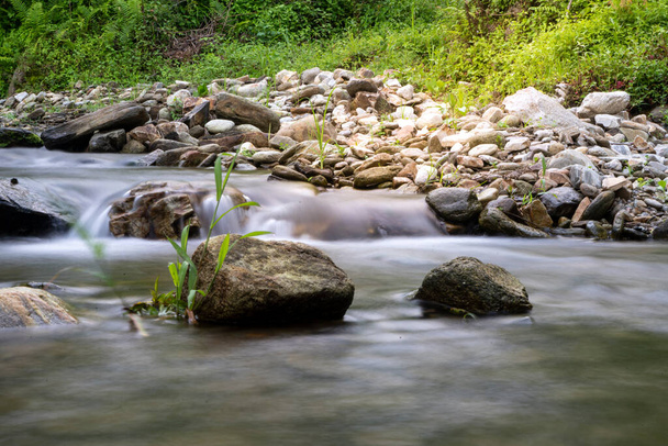 Una roca con una pequeña plantación situada en medio de un río capturado a una velocidad de obturación lenta. - Foto, imagen