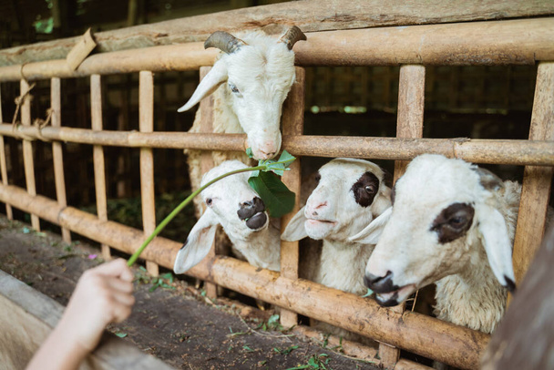 people feed the goats in the pen - Фото, зображення