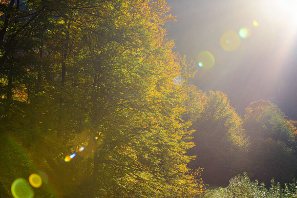 Idyllic autumnal landscape in sunshine. Autumn leaves on the sun. - Fotoğraf, Görsel