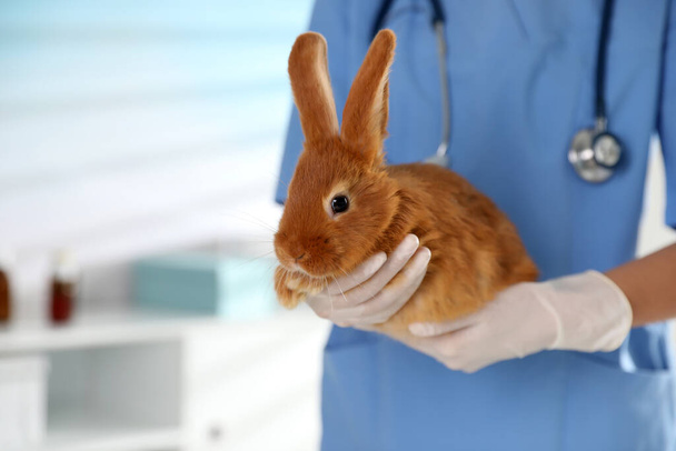Klinikte tavşanı olan profesyonel veteriner, yakın plan. - Fotoğraf, Görsel