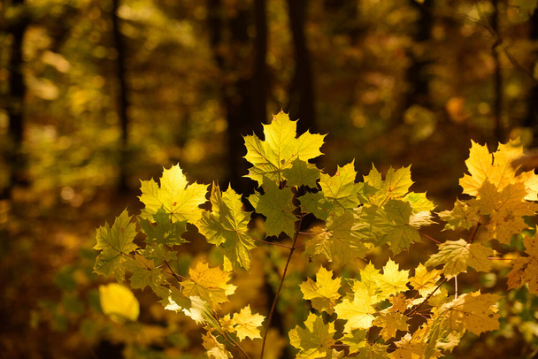 Autumn leaves on the sun and blurred trees texture, autumnal background. - Valokuva, kuva