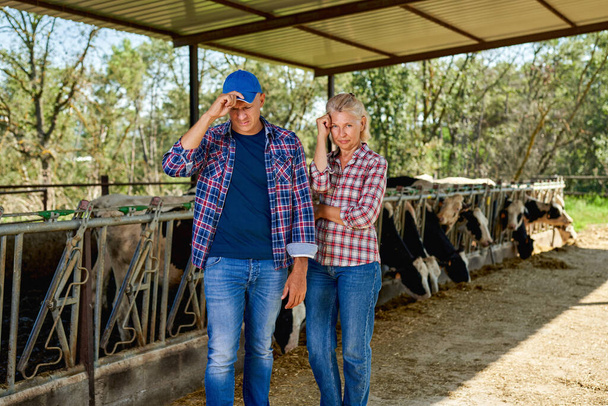 nő és férfi mezőgazdasági termelő a vidéki gazdaságban tejelő tehén - Fotó, kép