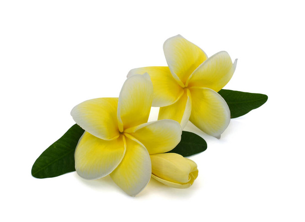όμορφο κίτρινο λουλούδι plumeria rubra απομονωμένο σε λευκό φόντο - Φωτογραφία, εικόνα