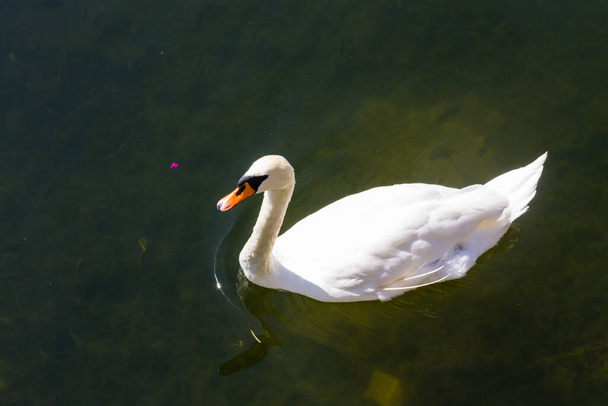 White swan floating on the lake - Fotoğraf, Görsel
