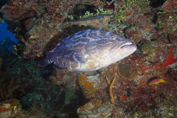 The Atlantic goliath grouper or itajara (Epinephelus itajara) at coral reef. Underwater photography. - Photo, Image