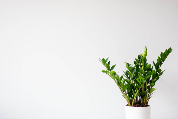 houseplant in pot and copy space over white wall background - Valokuva, kuva