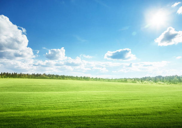field of grass and perfect blue sky - Фото, зображення