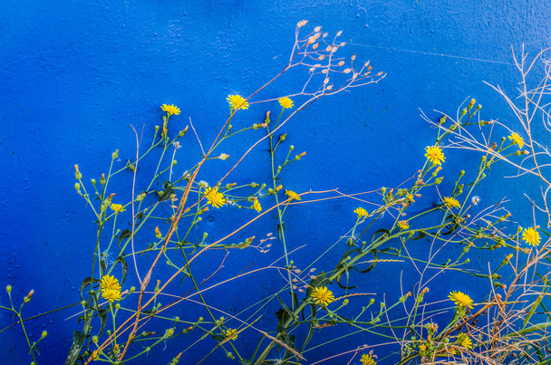 Sárga pitypang virágok kék háttérrel. Virágos fénykép szöveges hellyel. - Fotó, kép