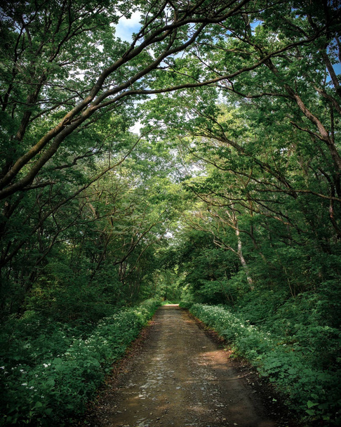 Yeşil ormanda yol - Fotoğraf, Görsel