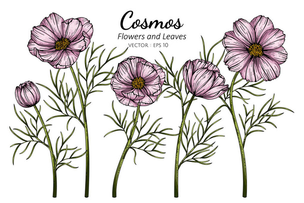 Pink Cosmos flower and leaf drawing illustration with line art on white backgrounds - Vector, Image
